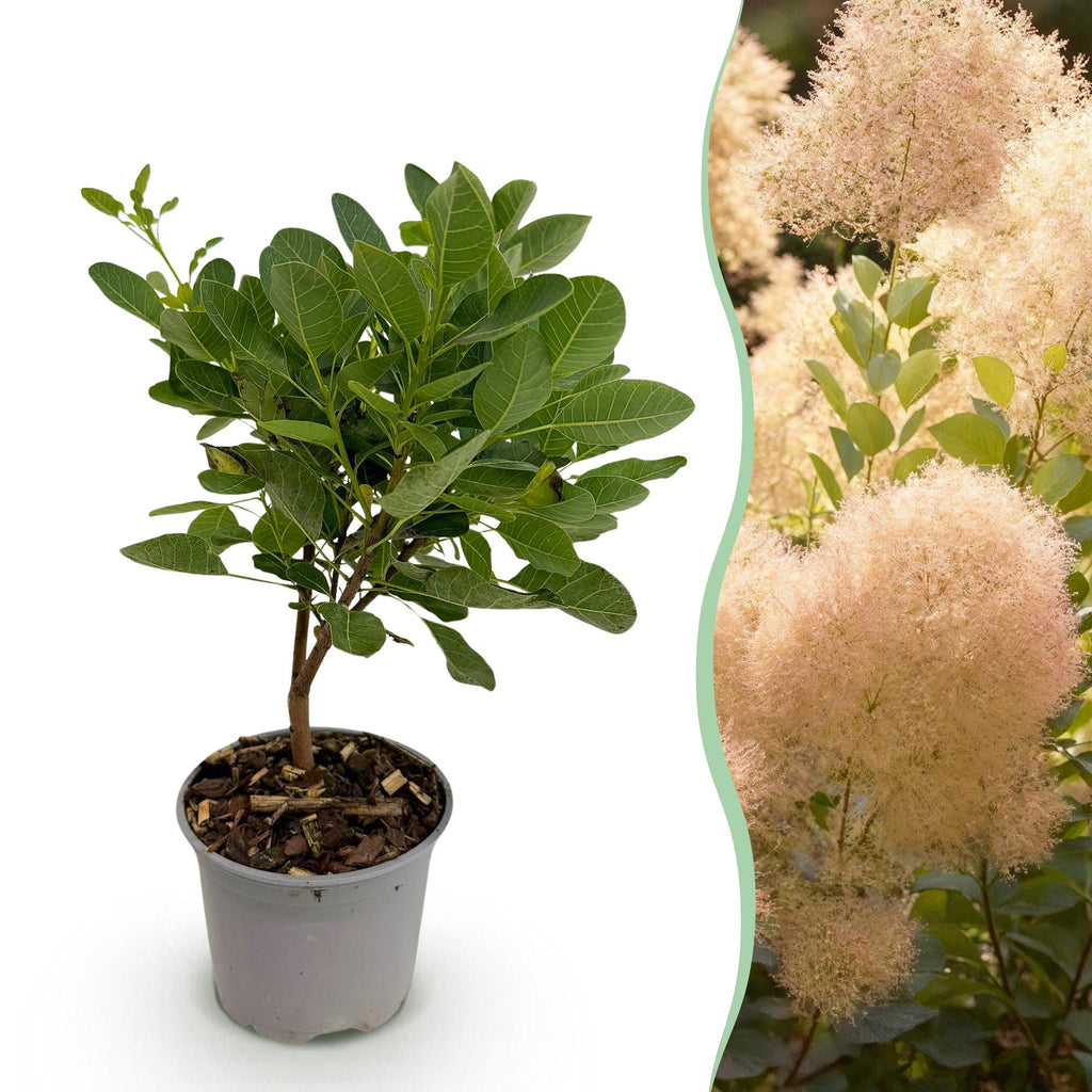 Tuinplant - Cotinus coggyria Young Lady - Groen 1 Plant - Bladverliezend - Weinig Onderhoud - Pot 12cm Hoogte 35cm
