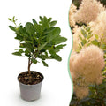 Tuinplant - Cotinus coggyria Young Lady - Groen 1 Plant - Bladverliezend - Weinig Onderhoud - Pot 12cm Hoogte 35cm