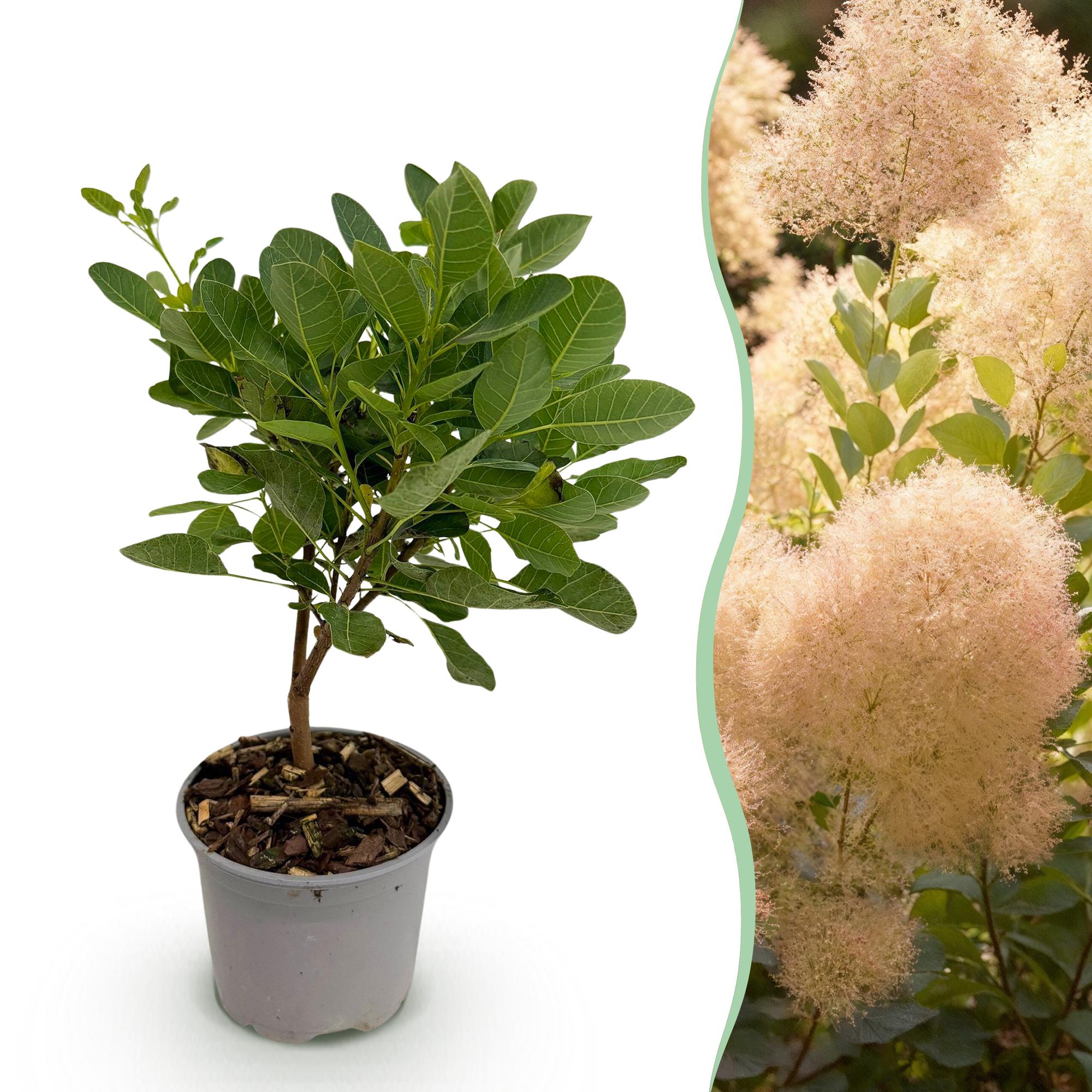 Tuinplant - Cotinus coggyria Young Lady - Groen 1 Plant - Bladverliezend - Weinig Onderhoud - Pot 12cm Hoogte 35cm