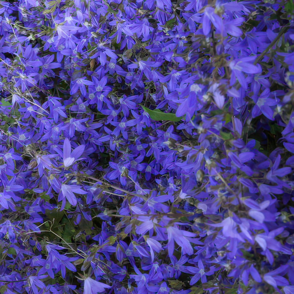 48x Campanula poscharskyana 'Stella' - ↕10-25cm - Ø9cm