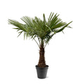 Trachycarpus Fortuneii - 220 - 240cm - Ø40-45