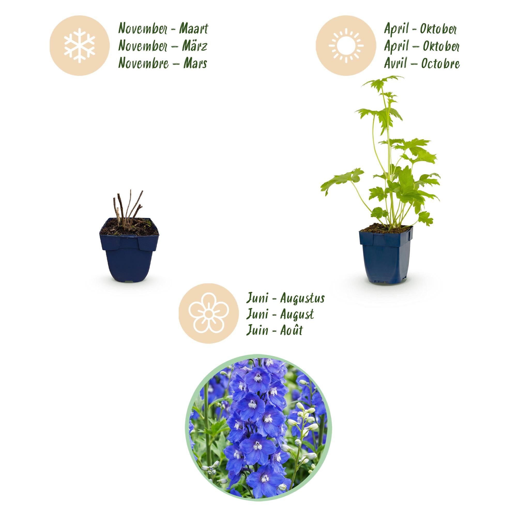 Vasteplant - Delphinium (P) Blue Bird - Ridderspoor - Bijen en Vlinderlokkers - Blauw - 24 Planten - Pot 11cm - Hoogte 15-25cm