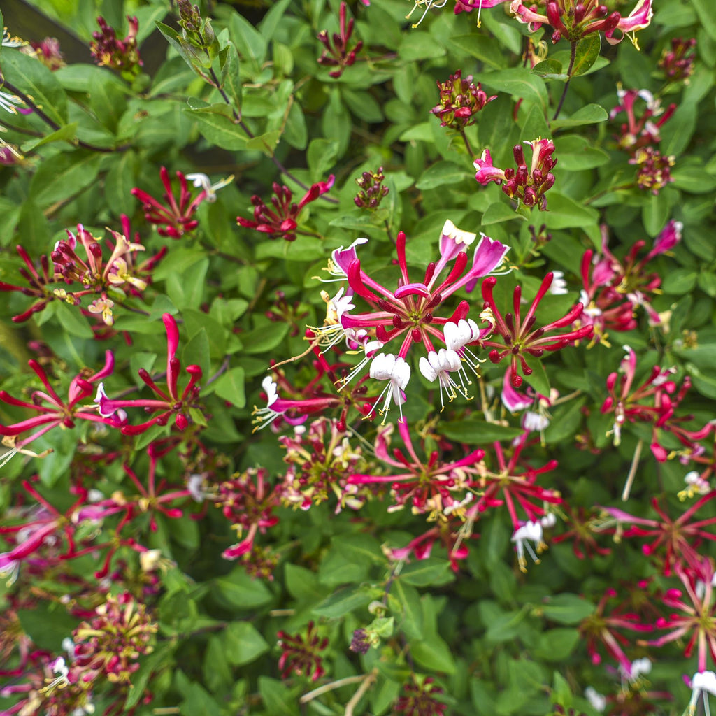 Kamperfoelie - Lonicera Serotina - Bloem Roze met Wit - Weinig onderhoud - 2 planten - Pot 11cm Hoogte 40cm