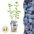 Fruitplanten - Honingbes - Lonicera caerulea Kamtschatica - Winterhard - 3 Planten - Pot  9 cm - Blauw  Bes