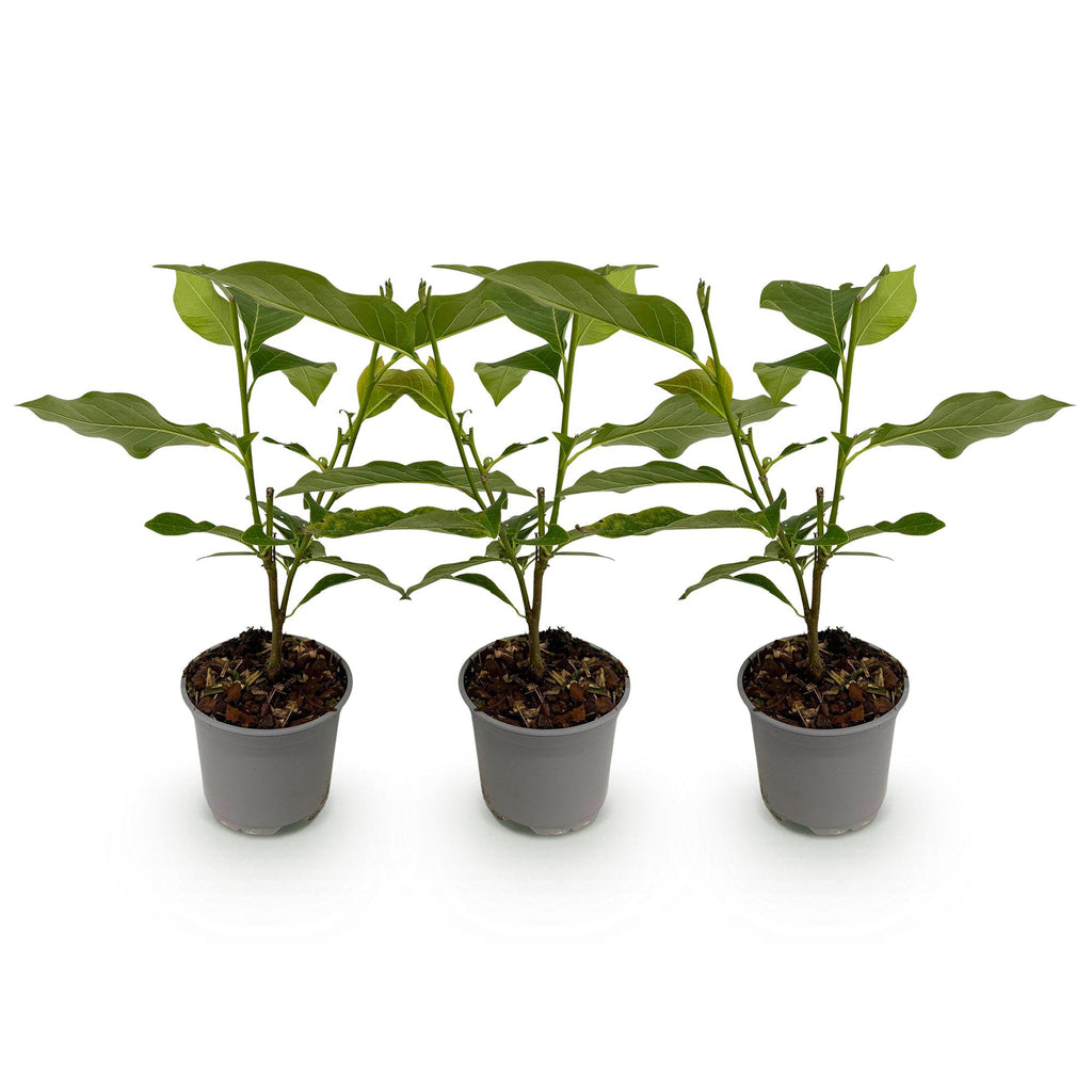 Tuinplant - Magnolia Susan - Bloem Paars - 3 Planten - Bladverliezend - Weinig Onderhoud - Pot 12cm Hoogte 30cm