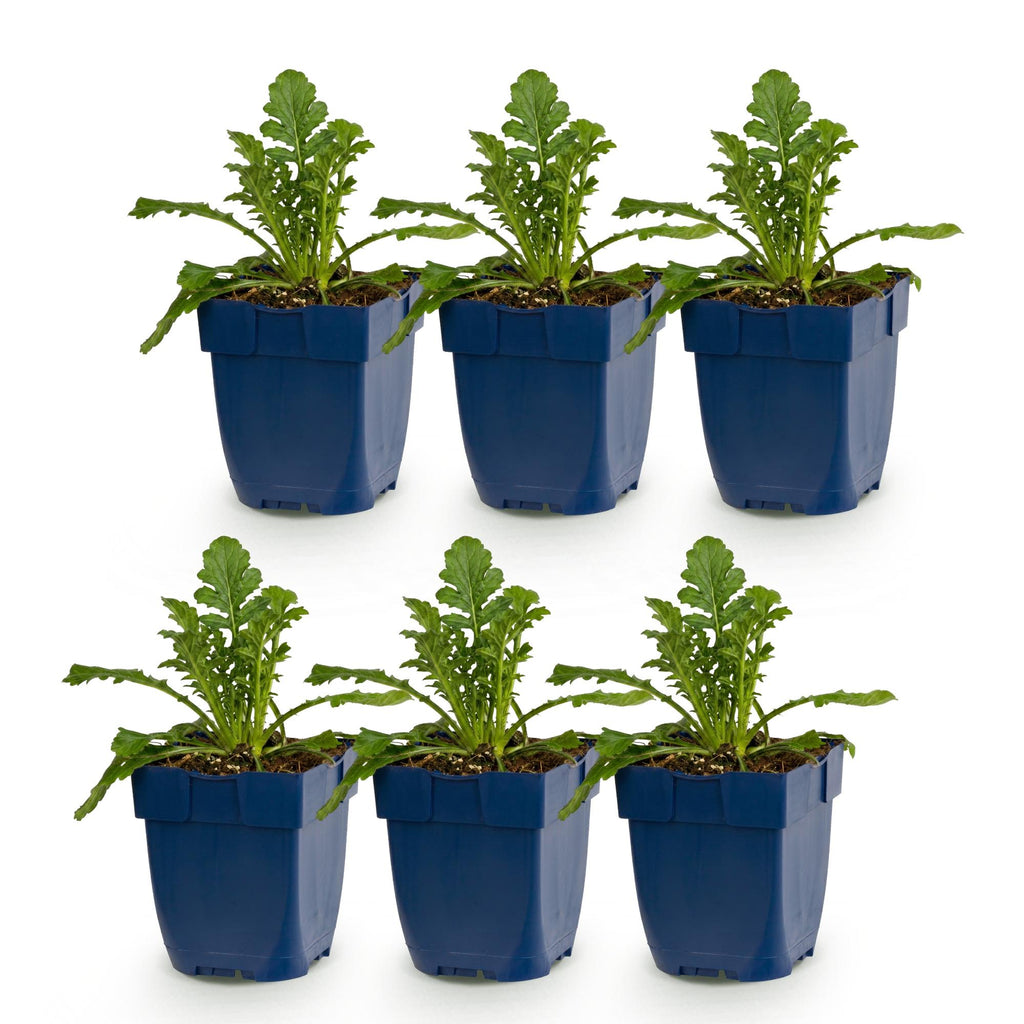 Vasteplant - Scabiosa col. Butterfly Blue - Duifkruid - Bijen en Vlinderlokkers - Paars - 6 Planten - Pot 11cm - Hoogte 15-25cm
