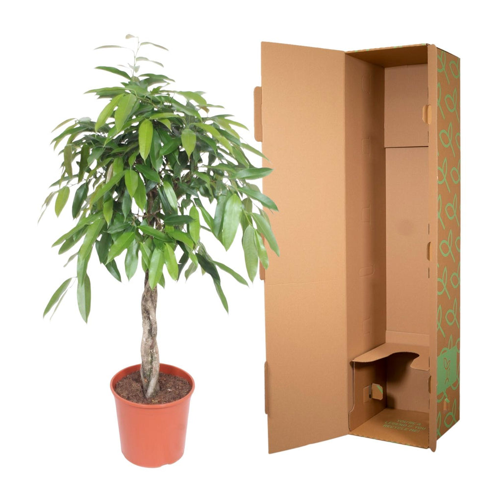 Ficus Amstel King gevlochten stam - 130 cm - Ø27