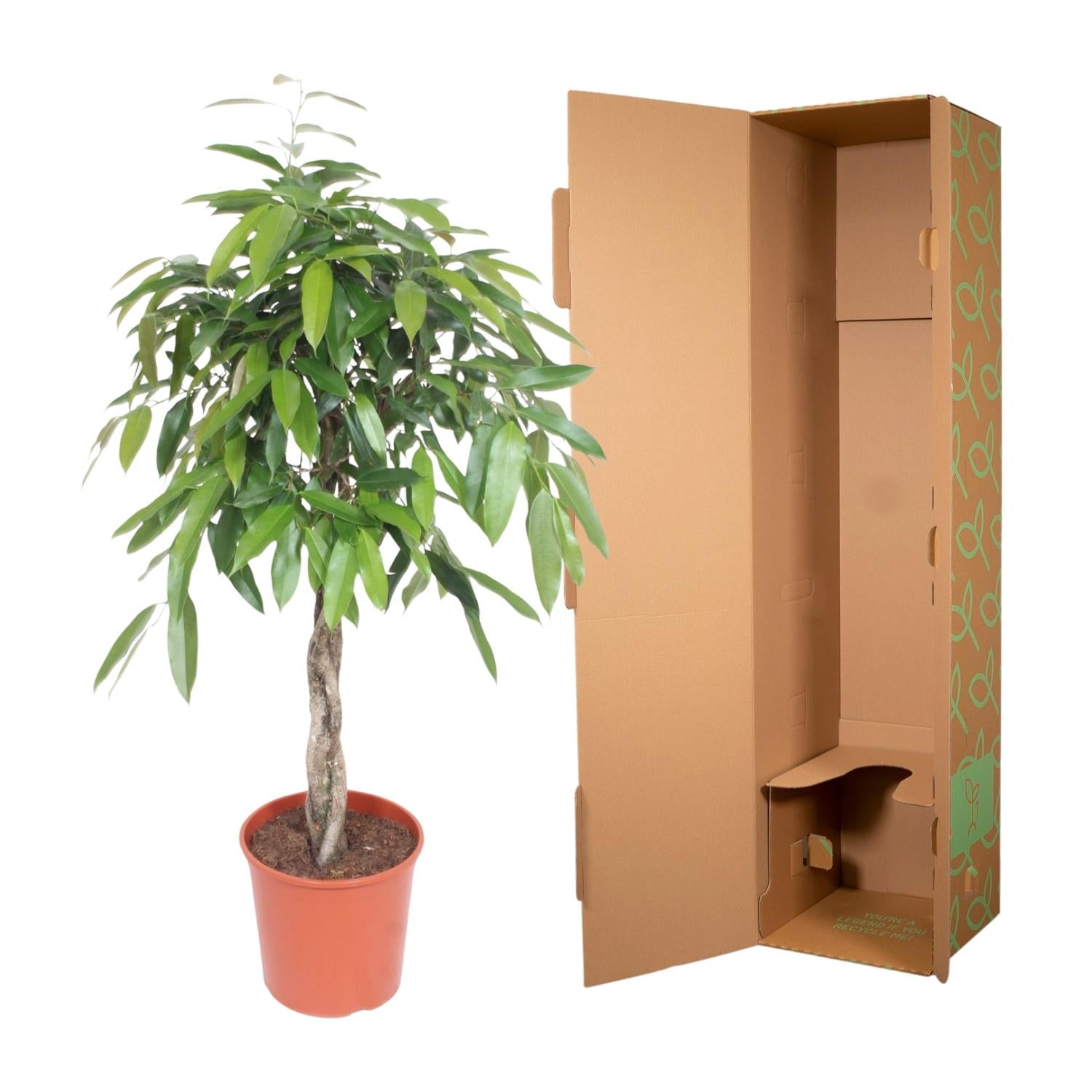 Ficus Amstel King gevlochten stam - 130 cm - Ø27