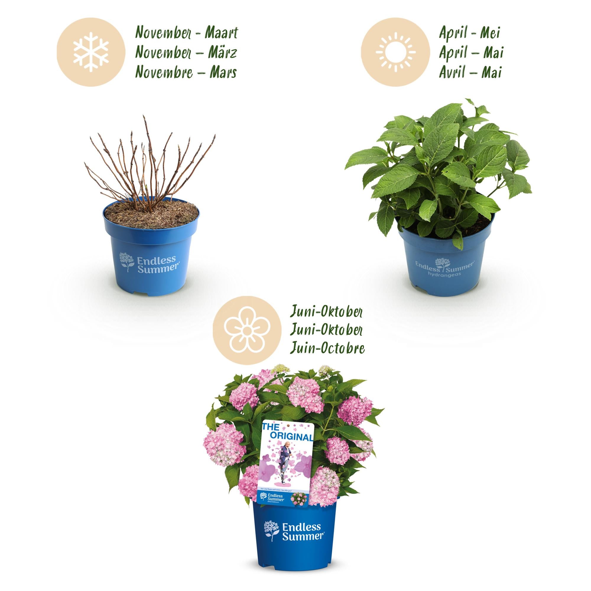 Tuinplant - Hydrangea Endles Summer The Original Pink - Hortensia - Winterhard - Roze - 1 Plant - Pot 14cm - Hoogte 20-25cm