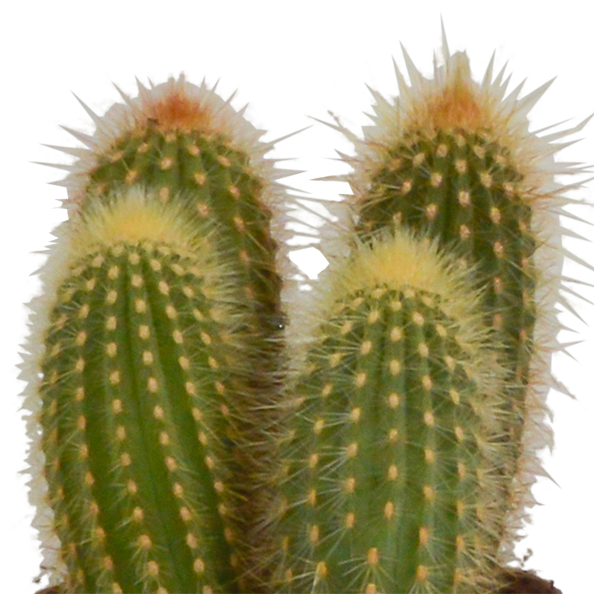 Cereus mix 10,5cm - 3x - in Mexicaanse pot