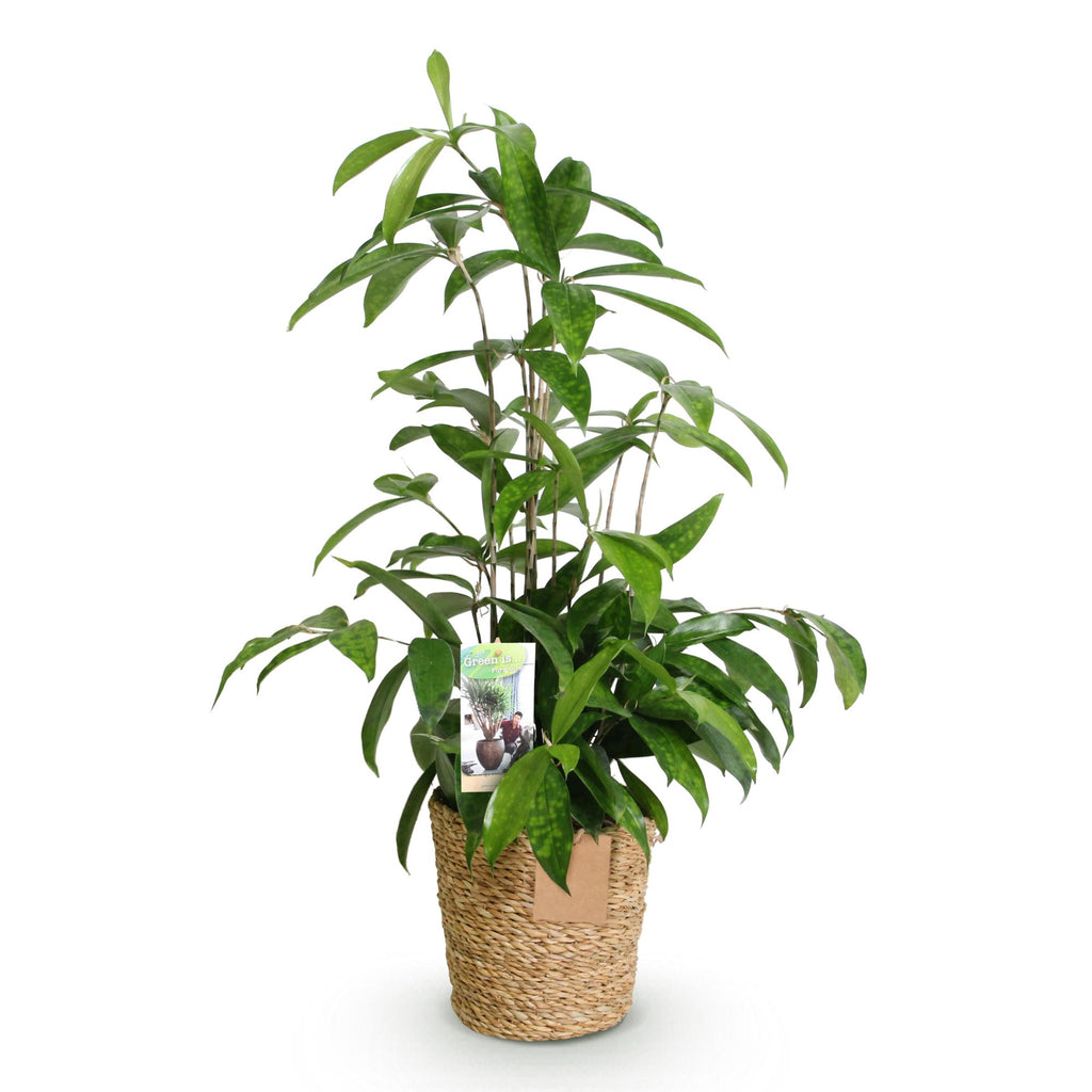 Green is... Kamerplanten - Dracaena surculosa - Drakenbloedboom - Weinig onderhoud - met mand - Groen - 1 Plant - Pot 17cm - Hoogte 60-70cm