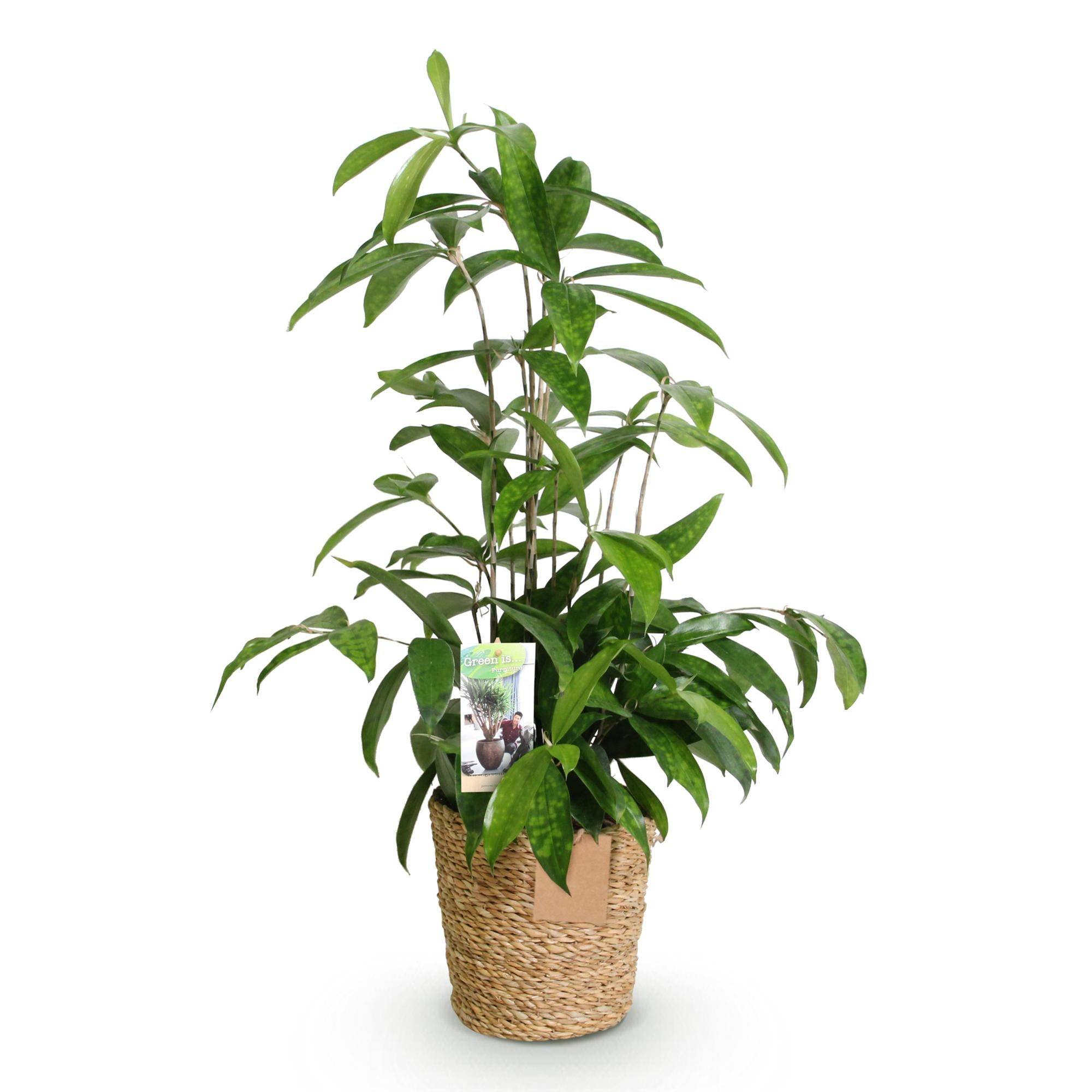 Green is... Kamerplanten - Dracaena surculosa - Drakenbloedboom - Weinig onderhoud - met mand - Groen - 1 Plant - Pot 17cm - Hoogte 60-70cm