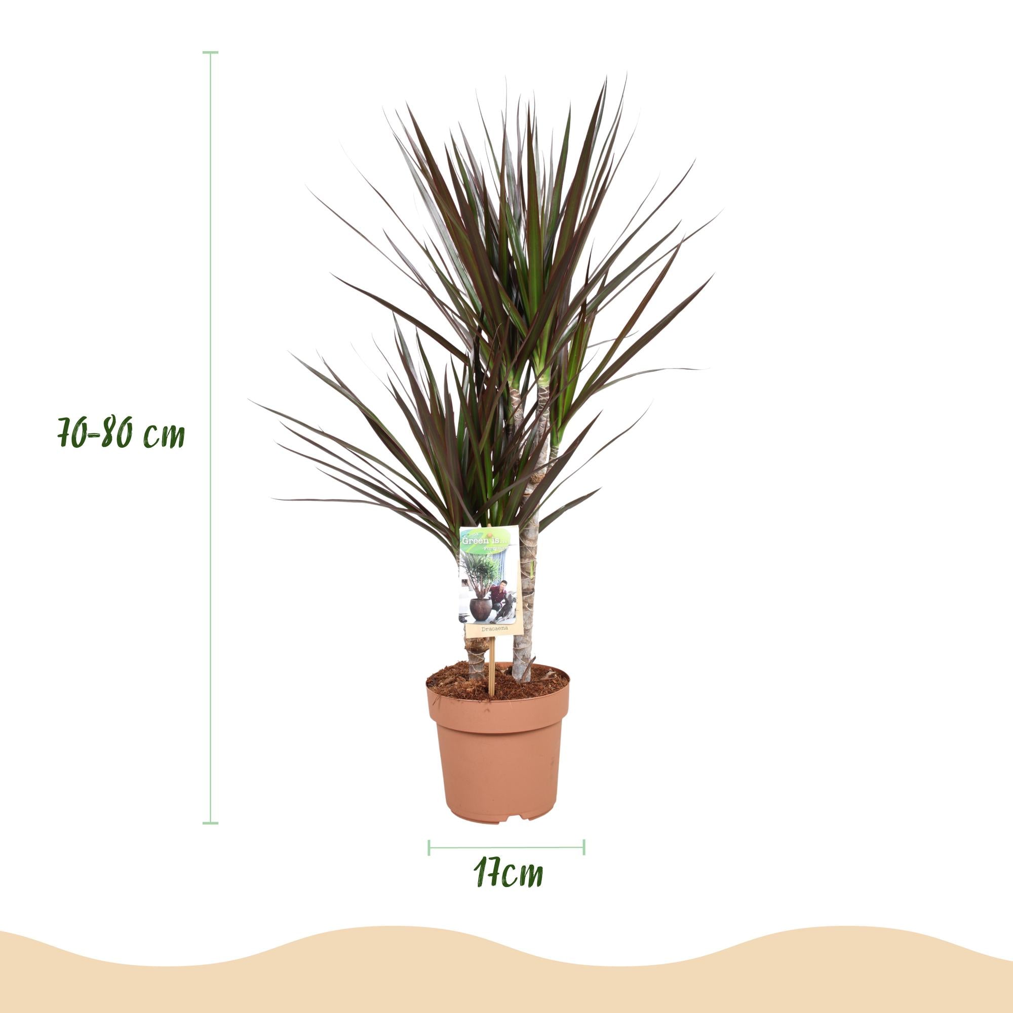 Green is... Kamerplanten - Dracaena Magenta - Drakenbloedboom - Weinig onderhoud - Groen - 1 Plant - Pot 17cm - Hoogte 70-80cm