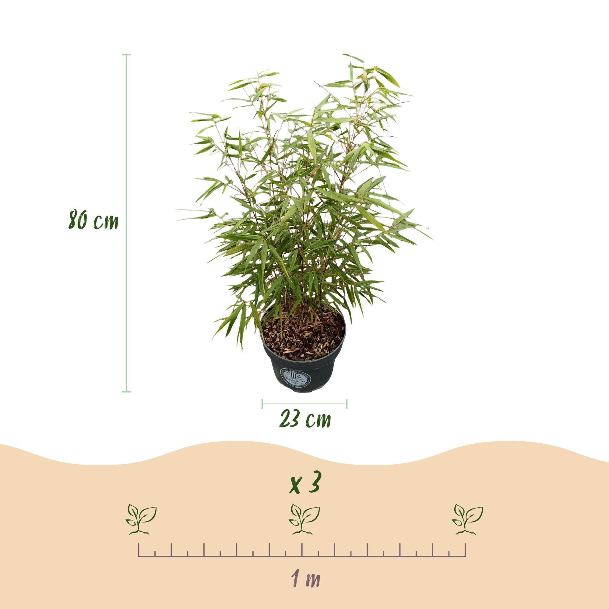 Grassen - Fargesia scabrida Asian Wonder - Niet Woekerende Bamboe - Bladhoudend - Groen - 2 Planten - Pot 23 cm - Hoogte 80 cm