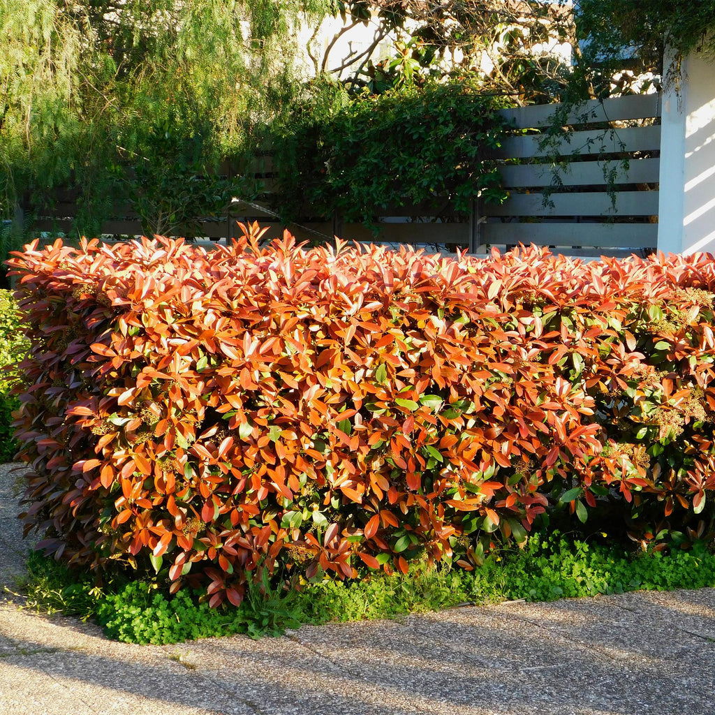 Haagplanten - Photinia fraseri Red Robin - groen rood  - 6 planten - 1 strekkende meter - groenblijvend - pot 17cm hoogte 50cm