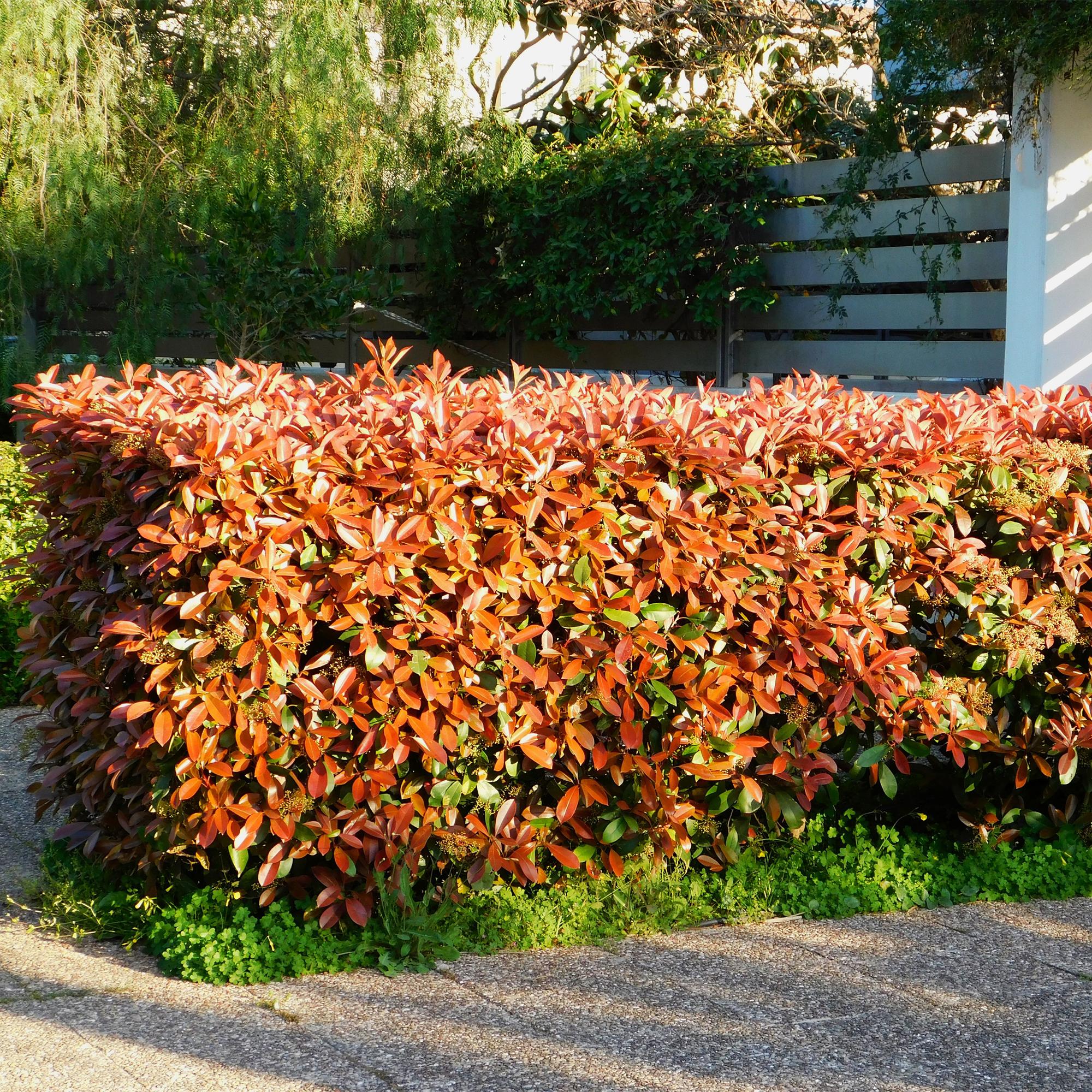 Haagplanten - Photinia fraseri Red Robin - groen rood  - 6 planten - 1 strekkende meter - groenblijvend - pot 17cm hoogte 50cm
