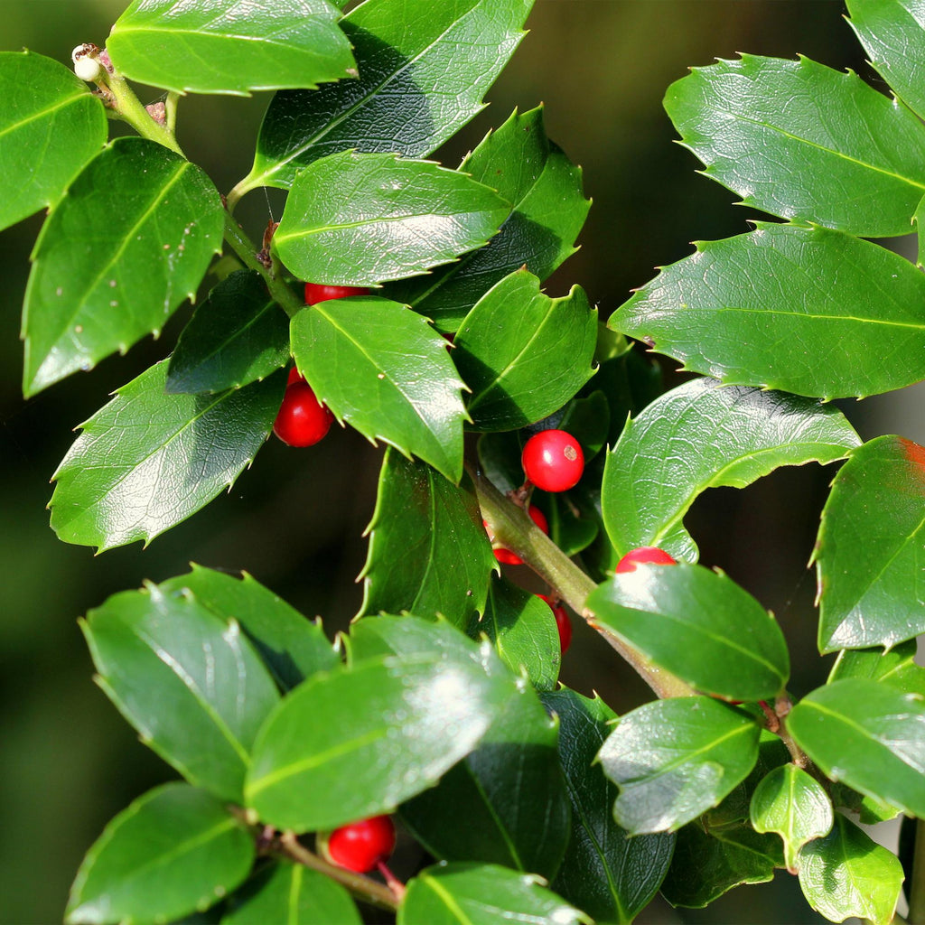 Haagplanten - Ilex Blue maid- blad groen - 8 planten - 1 strekkende meter - groenblijvend - pot 9cm hoogte 25-30cm