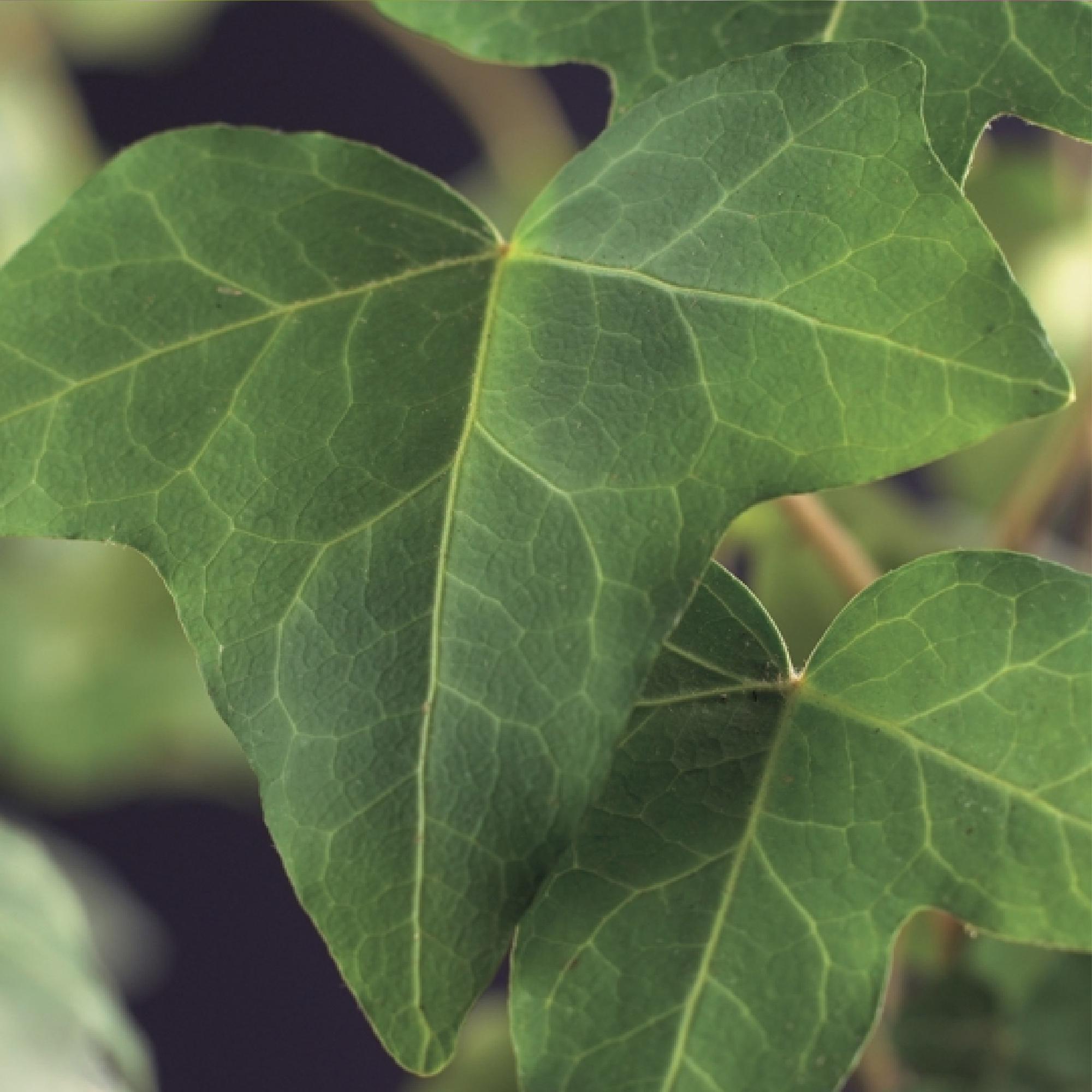 Klimplant - Hedera helix - Blad groen - Groenblijvend - 2 planten - Pot 11cm Hoogte 40cm