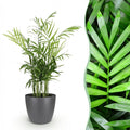 Kamerplant - Chamaedorea elegans - Goudpalm - Huisdiervriendelijke Plant - Groen - 1 Plant - met Potter Grijs - Pot 12cm - Hoogte 15cm