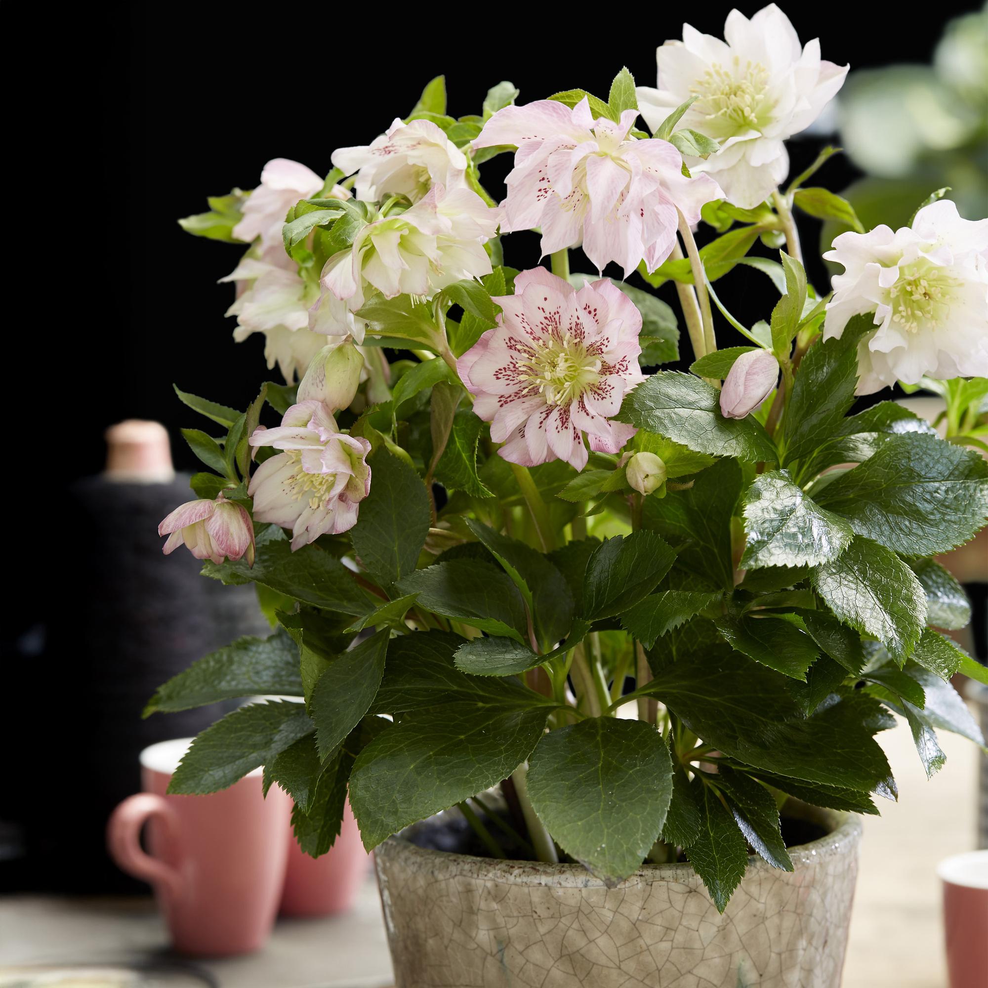 Tuinplant - Lenten Rose - Helleborus orientalis Double Ellen Pink - Roze Bloem -1 Plant - Groenblijvend - Pot 14cm Hoogte 35cm