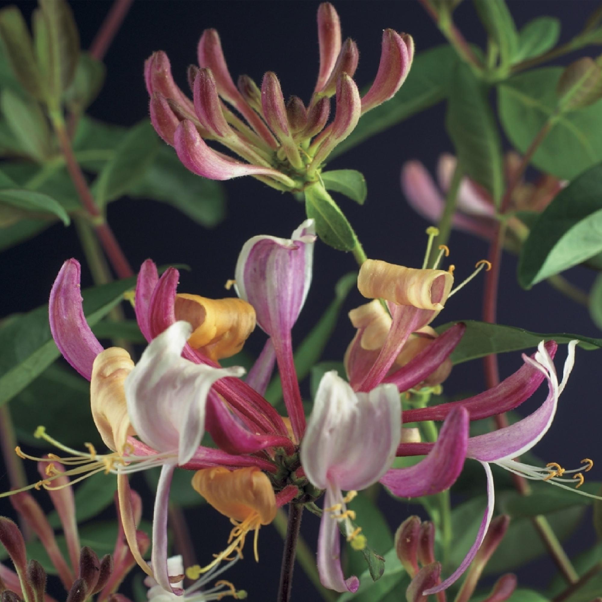 Kamperfoelie - Lonicera Serotina - Bloem Roze met Wit - Weinig onderhoud - 2 planten - Pot 11cm Hoogte 40cm