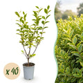 40x Ligustrum ovalifolium Aureum - Bontbladige Liguster - Haagplanten - Groenblijvend - Bont - Pot 9cm - Hoogte 35-45cm