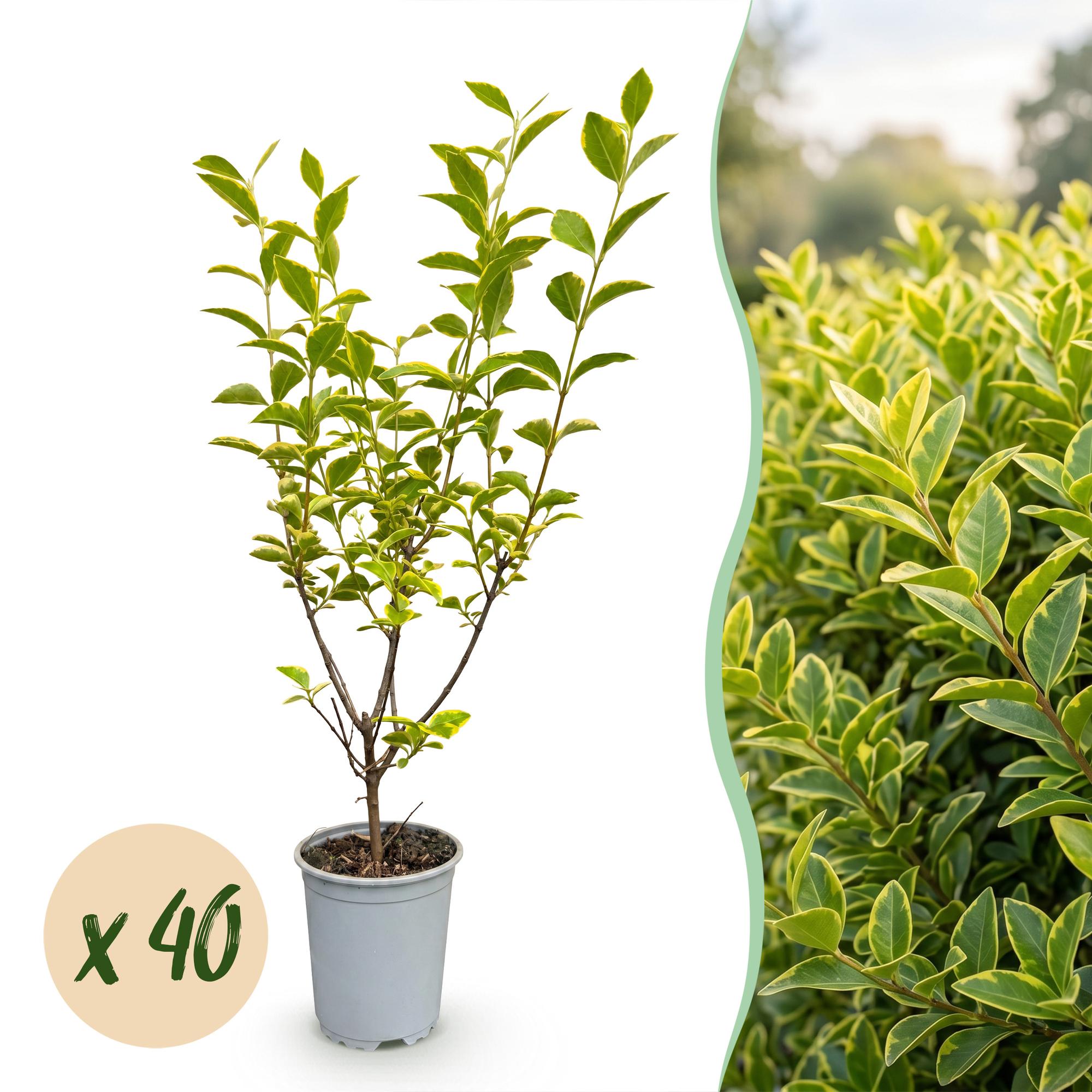 40x Ligustrum ovalifolium Aureum - Bontbladige Liguster - Haagplanten - Groenblijvend - Bont - Pot 9cm - Hoogte 35-45cm