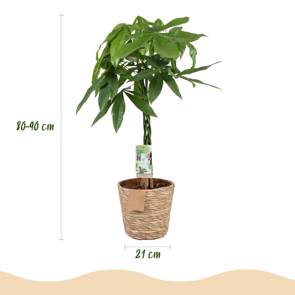 Green is... Kamerplanten - Pachira Aquatica gevlochten stam - Geldboom - Weinig onderhoud - met mand - Groen - 1 Plant - Pot 21cm - Hoogte 80-90cm