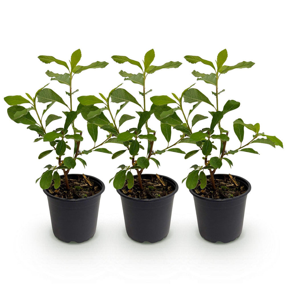 Tuinplant - Cornus Florida - Bloem Wit-Roze - 3 Planten - Bladverliezend - Weinig Onderhoud - Pot 12cm Hoogte 35cm