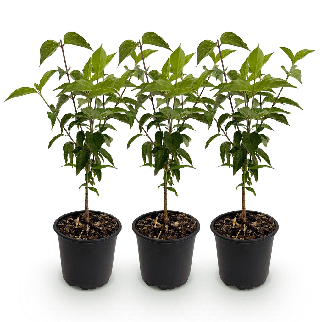 Tuinplant - Cornus kousa chinensis - Bloem Wit - 3 Planten - Bladverliezend - Weinig Onderhoud - Pot 12cm Hoogte 35cm