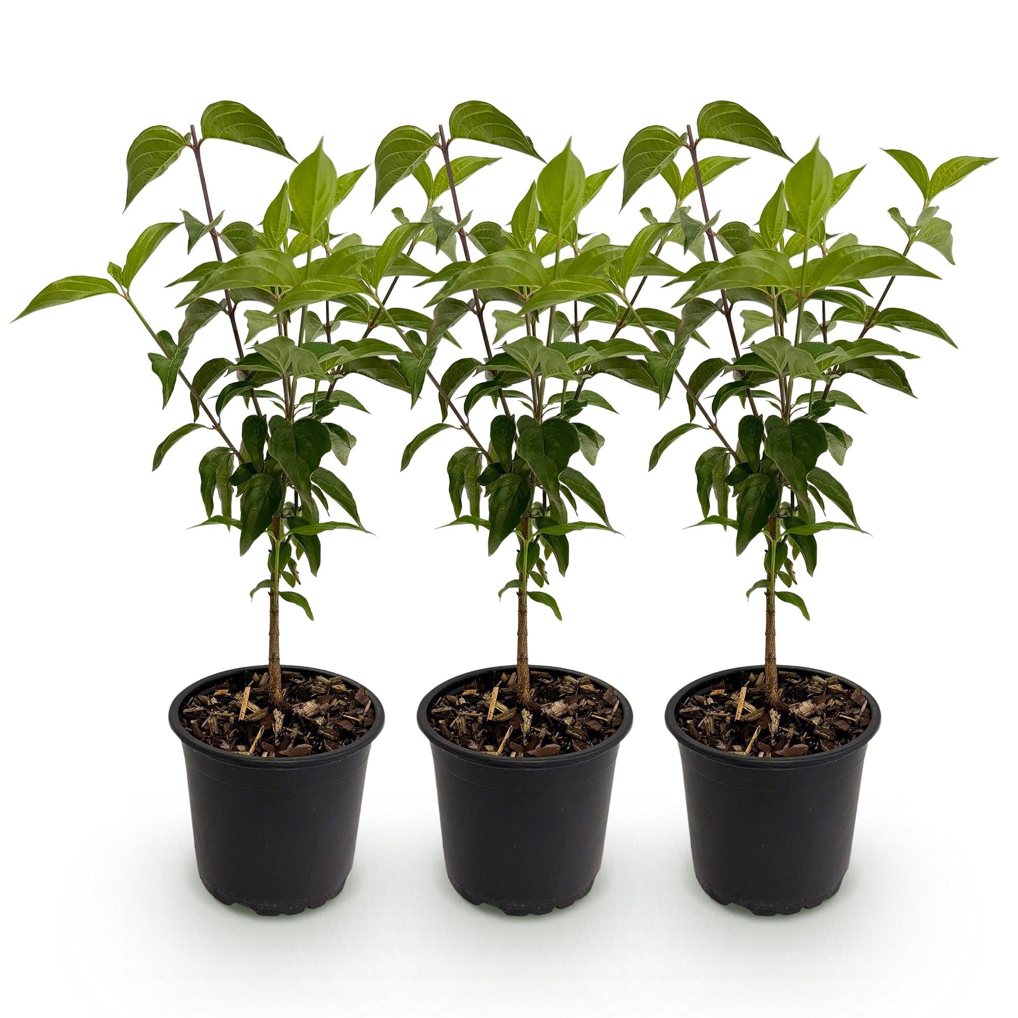 Tuinplant - Cornus kousa chinensis - Bloem Wit - 3 Planten - Bladverliezend - Weinig Onderhoud - Pot 12cm Hoogte 35cm