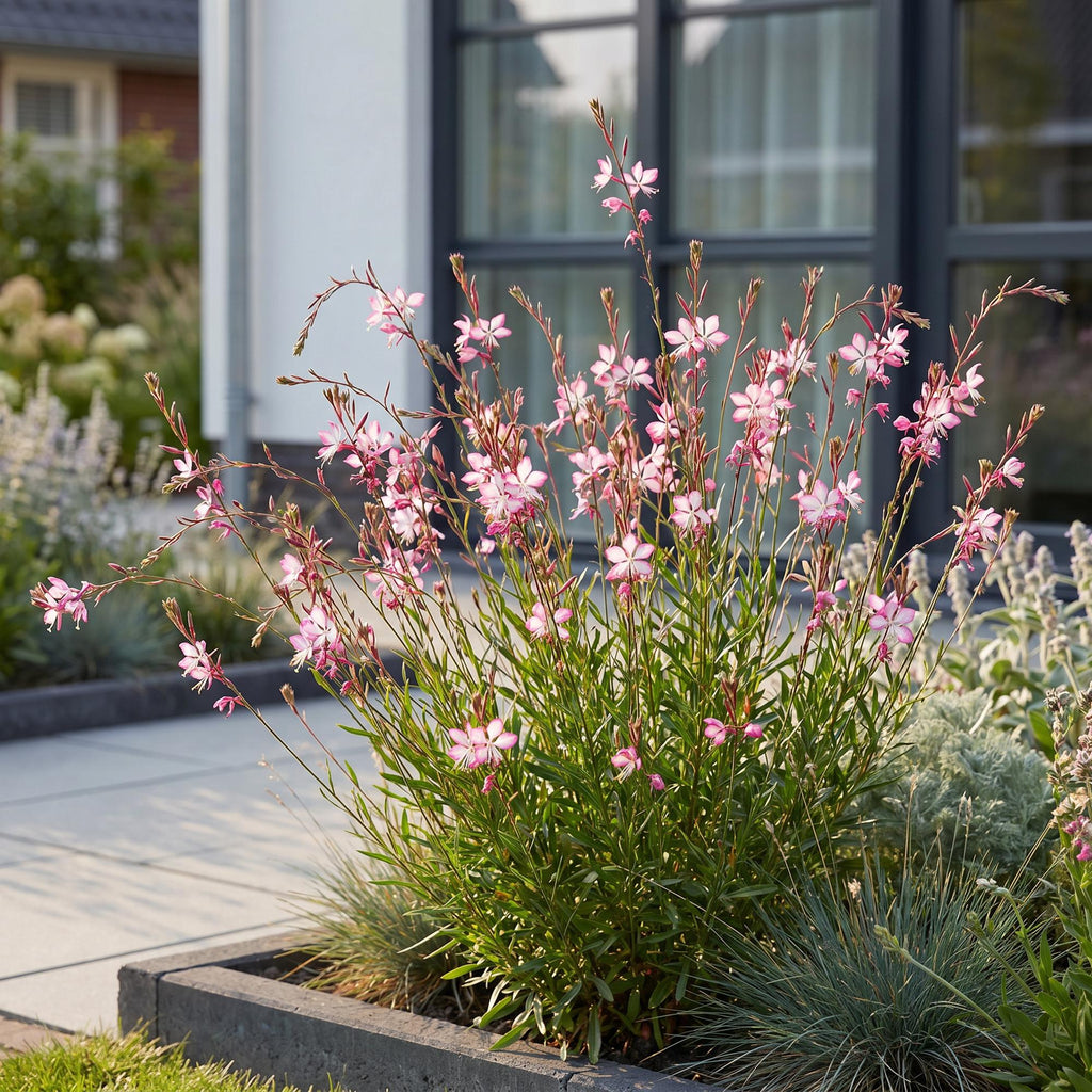 Vasteplant - Gaura lindh. Rosyjane - Prachtkaars - Bijen- en vlinderlokkers - Roze - 1 Plant - Pot 11cm - Hoogte 15-25cm