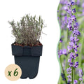 Haagplanten - Lavandula angustifolia Hidcote -  blad grijs - 6 planten - 1 strekkende meter - groenblijvend - pot 17cm hoogte 30cm