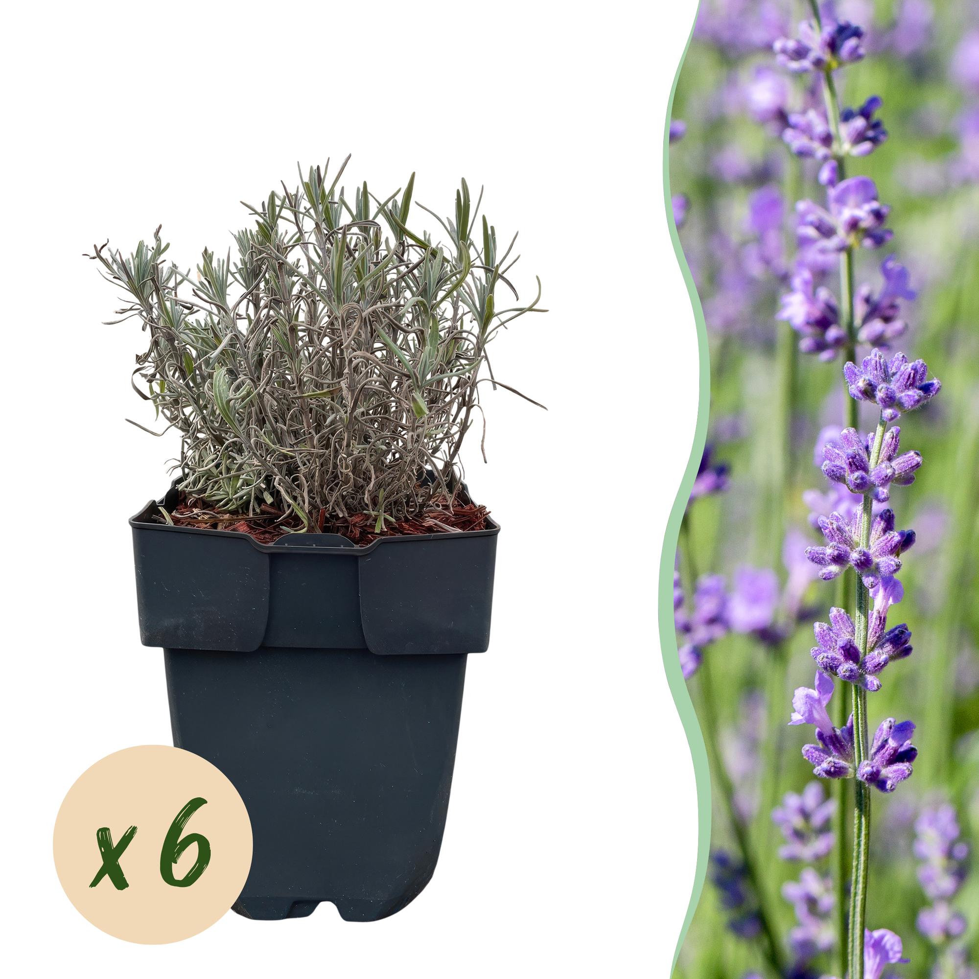 Haagplanten - Lavandula angustifolia Hidcote -  blad grijs - 6 planten - 1 strekkende meter - groenblijvend - pot 17cm hoogte 30cm