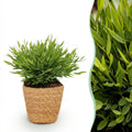Kamerplant - Bamusa Pogonatherum Monica - Bamboegras - Huisdiervriendelijke Plant - Groen - 1 Plant - met Mand - Pot 12cm - Hoogte 20cm