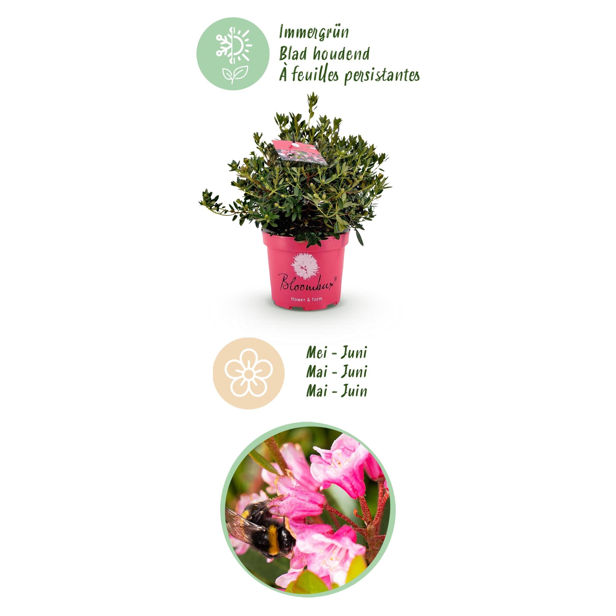 Dwerg Rhododendron - Rhododendron Bloombux Magenta - Bloeiende Buxus - Weinig Onderhoud - Roze Bloem - 2 Planten - Pot 23cm - Hoogte 45-55cm