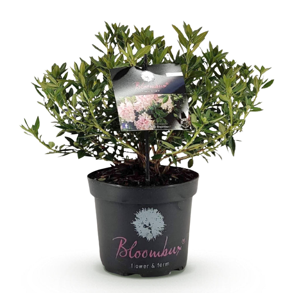 Dwerg Rhododendron - Rhododendron Bloombux Light Pink - Bloeiende Buxus - Weinig Onderhoud - Licht Roze Bloem - 1 Plant - Pot 23cm - Hoogte 45-55cm