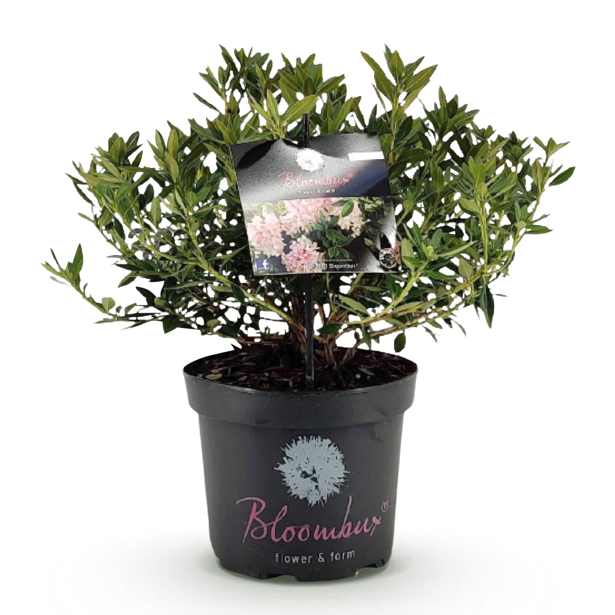 Dwerg Rhododendron - Rhododendron Bloombux Light Pink - Bloeiende Buxus - Weinig Onderhoud - Licht Roze Bloem - 1 Plant - Pot 23cm - Hoogte 45-55cm