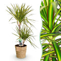 Green is... Kamerplanten - Dracaena Sunray - Drakenbloedboom - Weinig onderhoud - met mand - Groen - 1 Plant - Pot 21cm - Hoogte 90-100cm