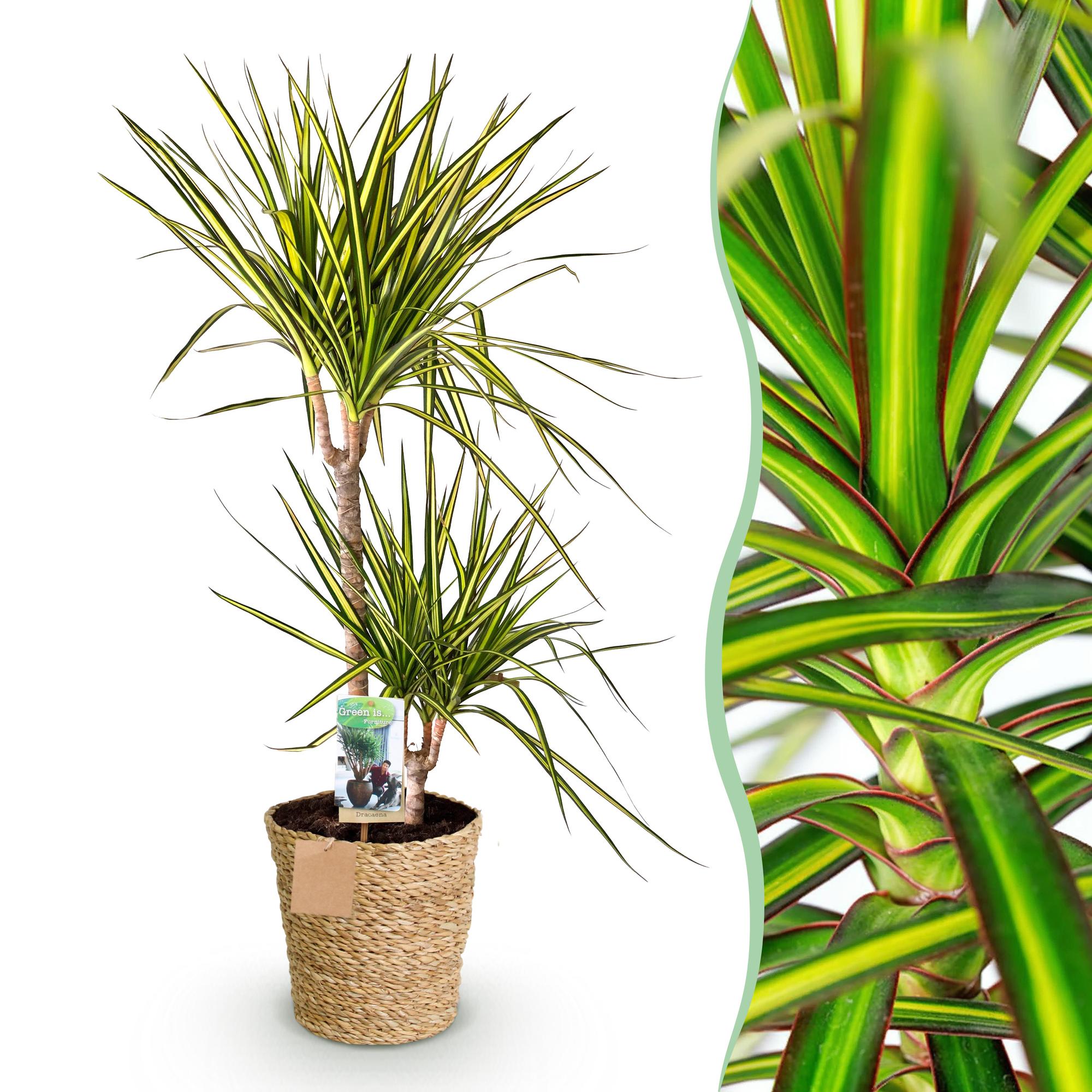 Green is... Kamerplanten - Dracaena Sunray - Drakenbloedboom - Weinig onderhoud - met mand - Groen - 1 Plant - Pot 21cm - Hoogte 90-100cm