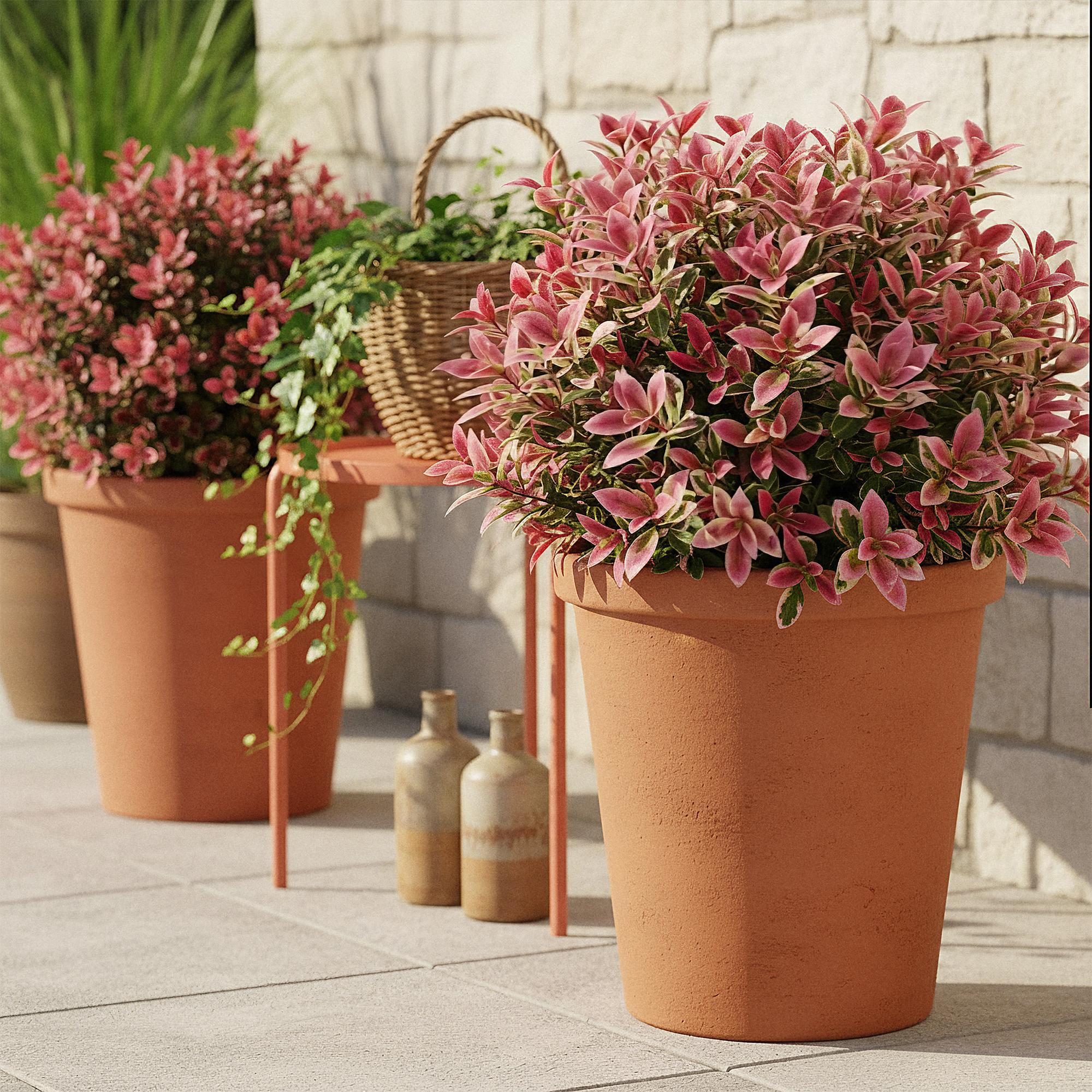 Tuinplant - Leucothoe Colour Diamond - Bont - 1 Plant - Groenblijvend - Weinig Onderhoud - Pot 17cm Hoogte 45cm