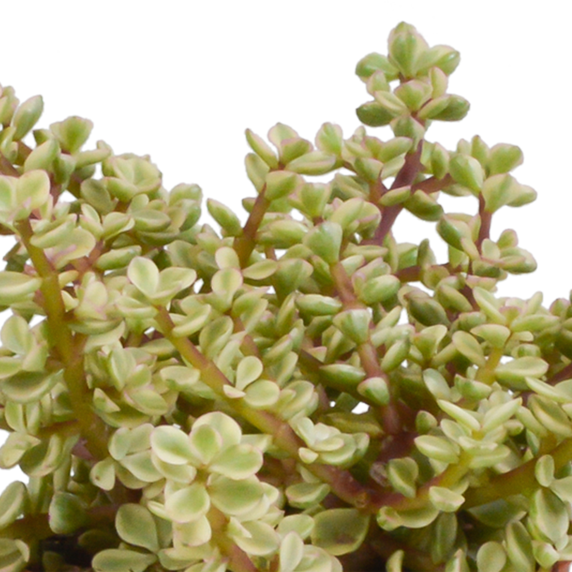 Crassula mix 10,5 cm - 3x - in witte pot