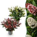 Terrasplant - Skimmia japonica Duo - Bloem Wit & Rood - 15+ Bloemen - 2 Planten - Winterhard - Pot 15cm Hoogte 30cm