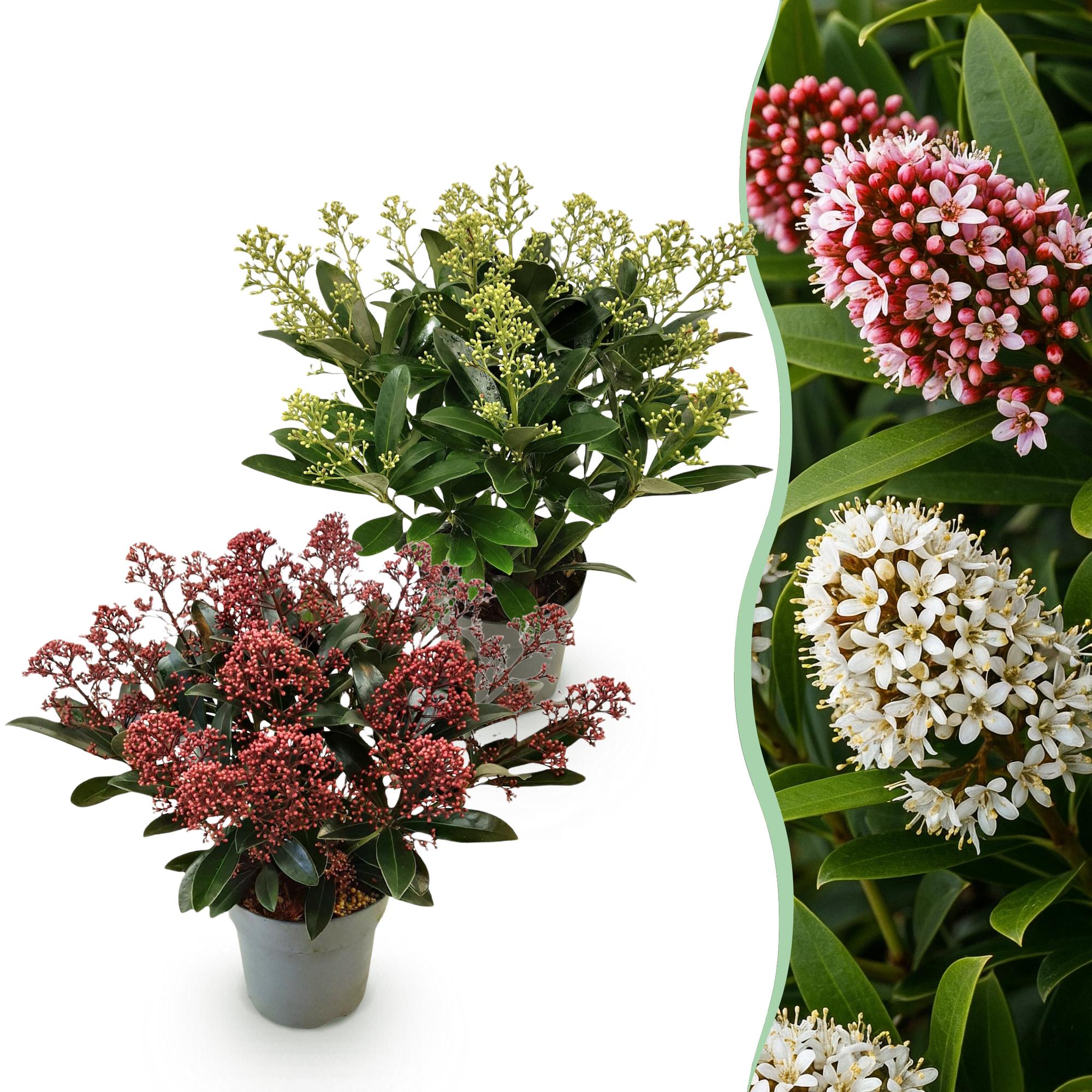 Terrasplant - Skimmia japonica Duo - Bloem Wit & Rood - 15+ Bloemen - 2 Planten - Winterhard - Pot 15cm Hoogte 30cm
