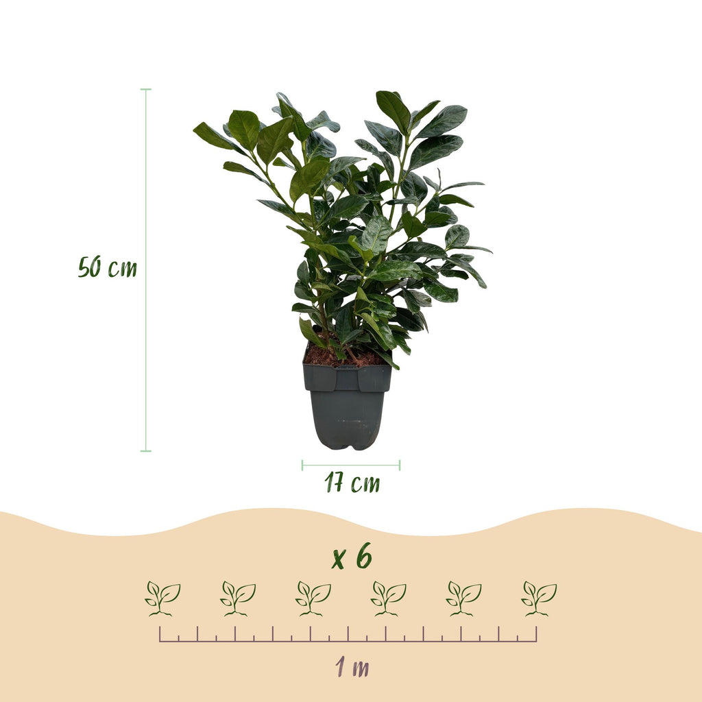 Haagplanten - Prunus laurocerasus Etna - blad groen - 6 planten - 1 strekkende meter - groenblijvend - pot 17cm hoogte 50cm