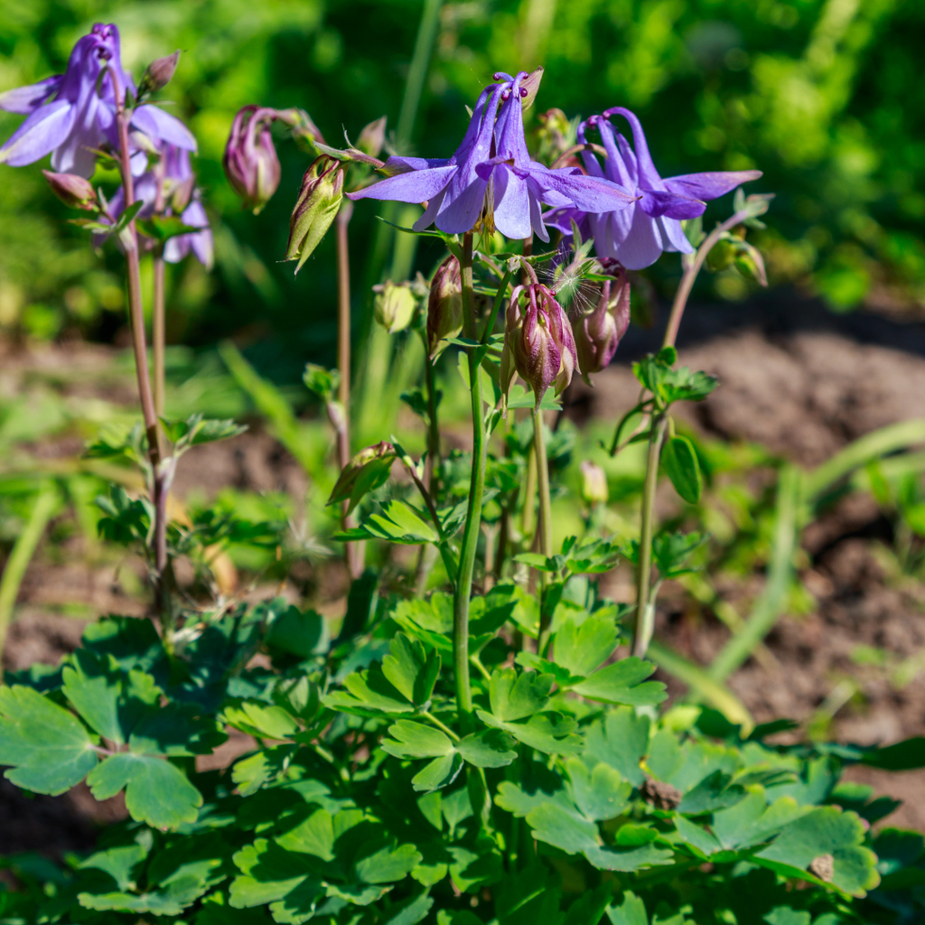 24x Aquilegia vulgaris - ↕10-25cm - Ø9cm
