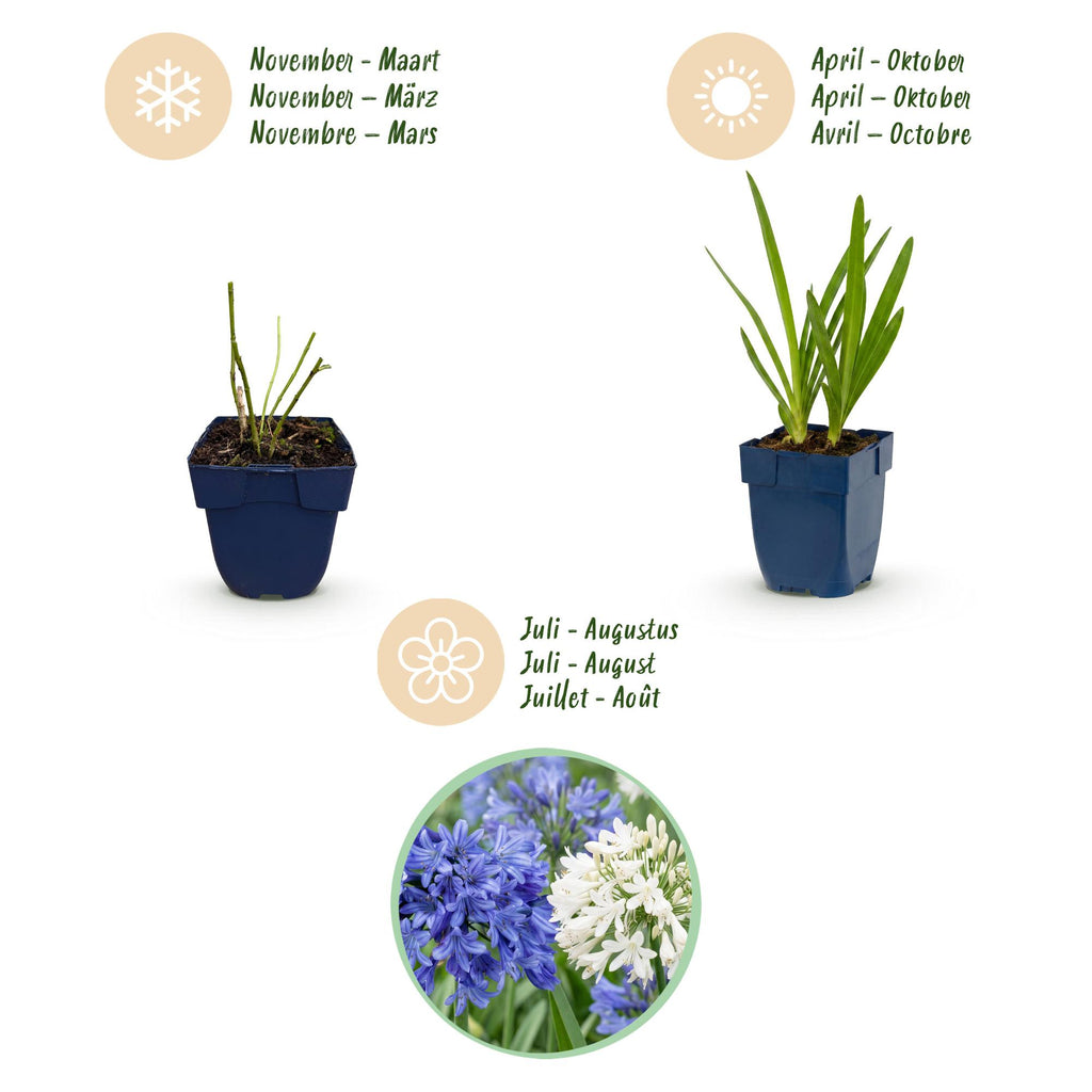 Vasteplant - Agapanthus Duo - Afrikaanse Lelie - Bijen en Vlinderlokkers - Blauw - Wit - 24 Planten - Pot 11cm - Hoogte 15-25cm