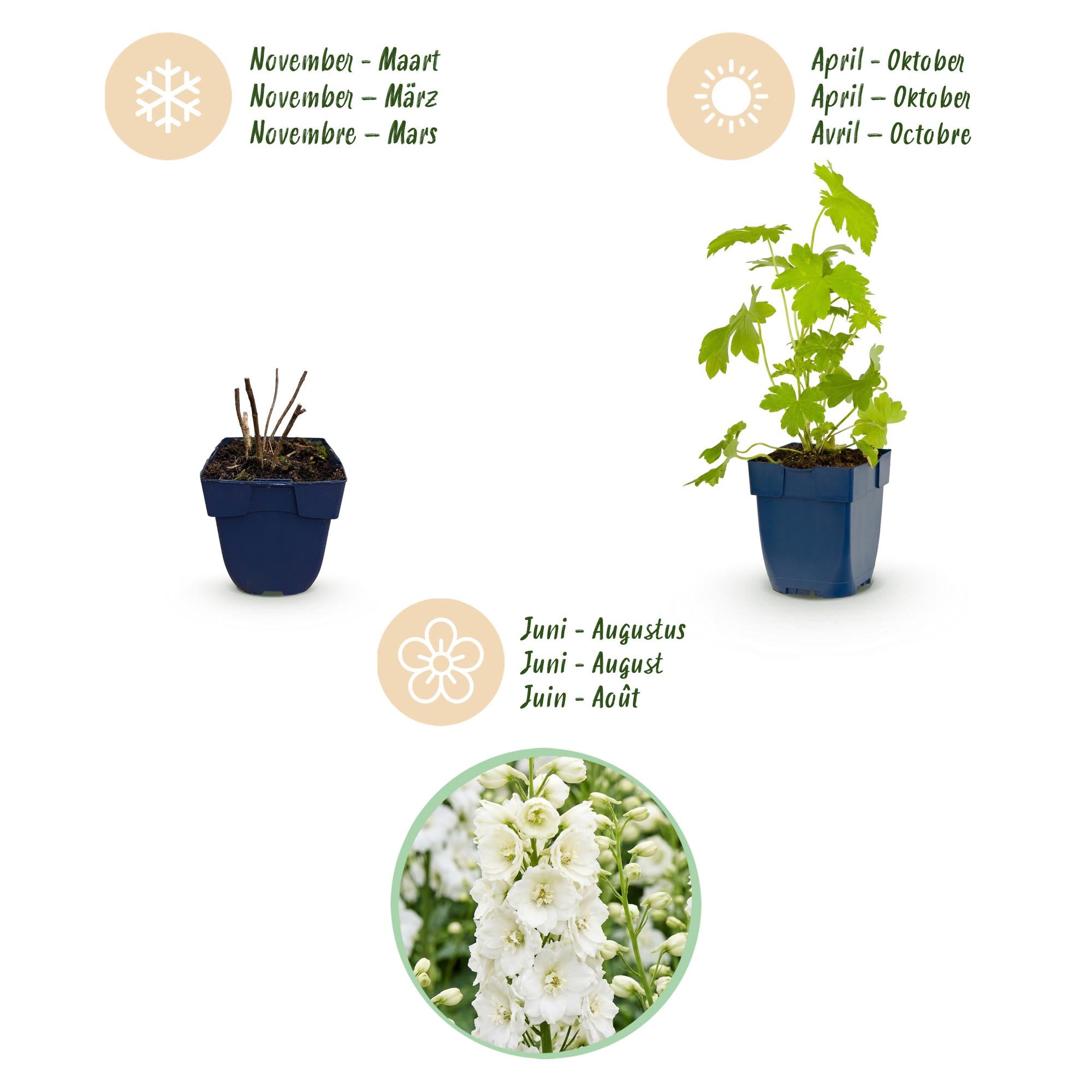 Vasteplant - Delphinium (P) Galahad - Ridderspoor - Bijen en Vlinderlokkers - Wit - 6 Planten - Pot 11cm - Hoogte 15-25cm