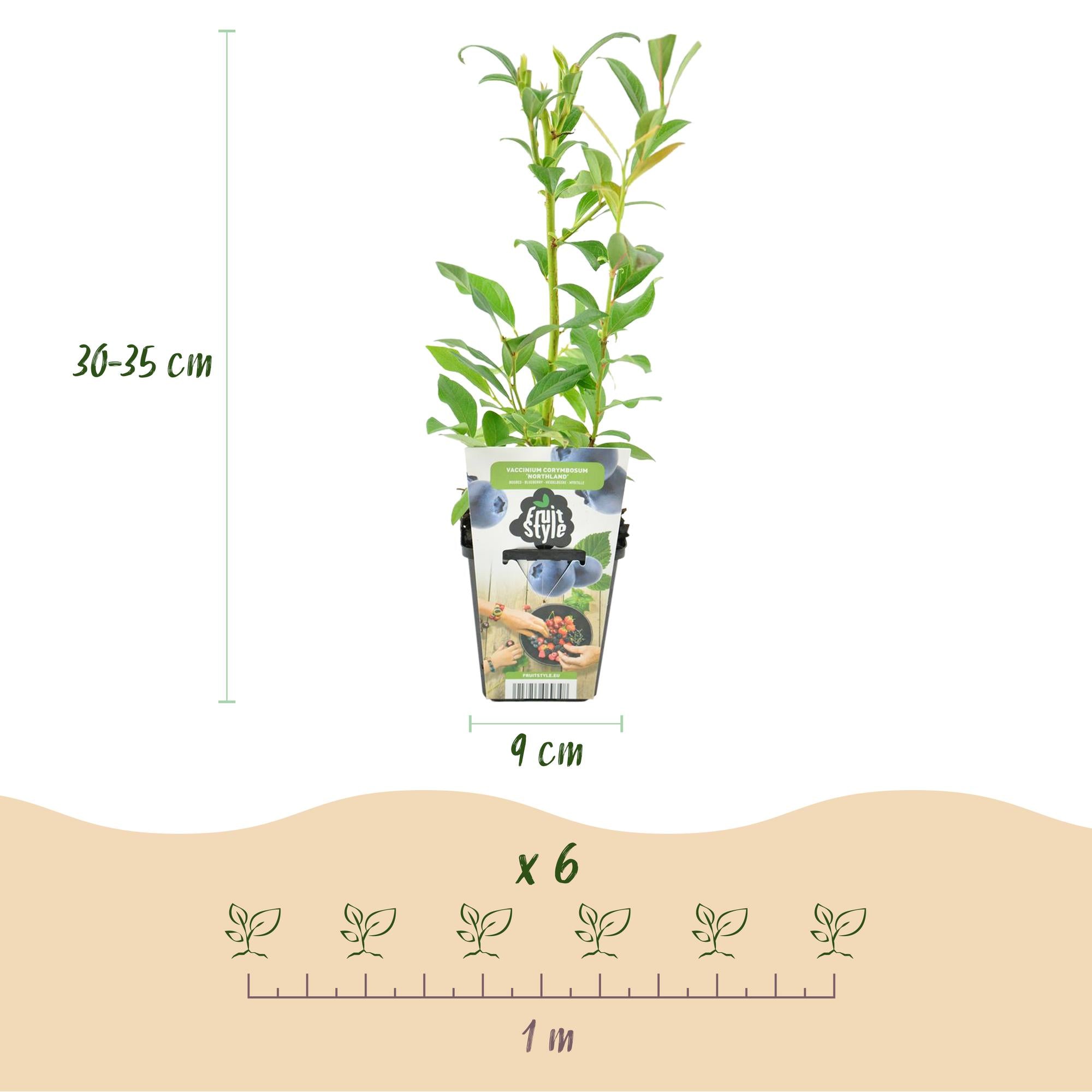 Fruitplanten - Blauwe Bes - Vaccinium corymbossum Northland - Winterhard - 3 Planten -Pot 9 cm - Blauwe Bes