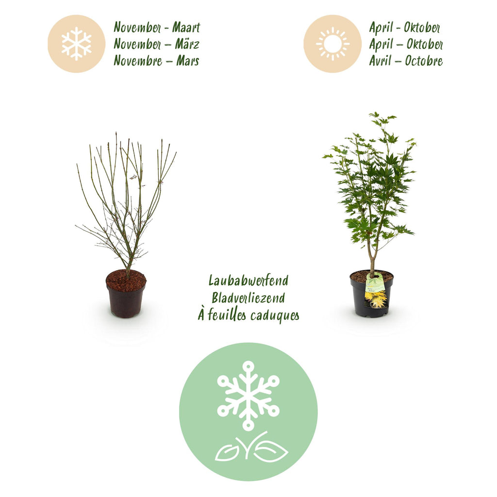 Tuinplant - Acer palmatum Jordan - Japanse Esdoorn - Bladverliezend - Geel - 1 - Pot 26cm - Hoogte 90cm